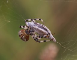 309A8155-DxO_Orbweaving_spider+gatekeeper_butterfly-ls_shm.jpg