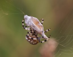 309A8167-DxO_Orbweaving_spider+gatekeeper_butterfly-ls-shm.jpg