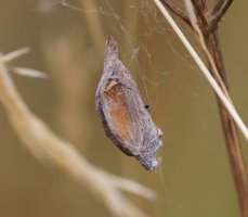 309A8200-DxO_Orb_weaving_spider+wrapped_butterfly-lssm.jpg