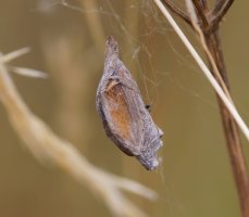 309A8200-DxO_Orb_weaving_spider+wrapped_butterfly-lssm.jpg 309A8200-DxO_Orb_weaving_spider+wrapped_butterfly-lssm.jpg