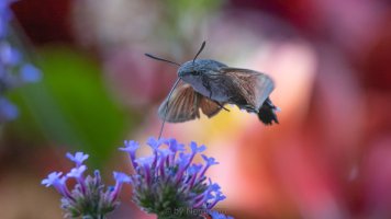 hummingbird moth1.jpg