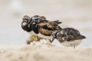 DSC_7177_DxO.jpg DSC_7177_DxO.jpg