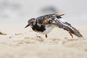 DSC_7212_DxO.jpg DSC_7212_DxO.jpg