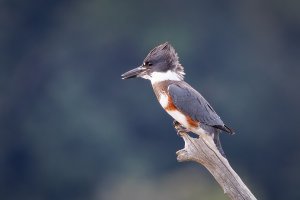 Belted Kingfisher - K1A9396.jpg