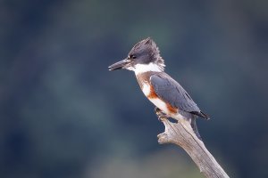 Belted Kingfisher - K1A9396.jpg