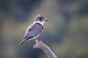 Belted Kingfisher - K1A9406.jpg