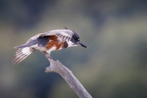 Belted Kingfisher - K1A9407.jpg