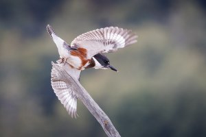 Belted Kingfisher - K1A9408.jpg