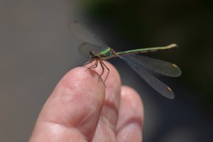 20220902 1332 47 Nederland Amersfoort - Canon EOS R5 - RF100mm F2.8 L MACRO IS USM at 100 mm ...jpeg