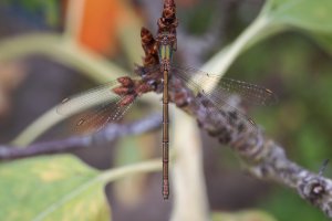 20220902 1704 05 Nederland Amersfoort - Canon EOS R5 - RF100mm F2.8 L MACRO IS USM at 100 mm ...jpeg