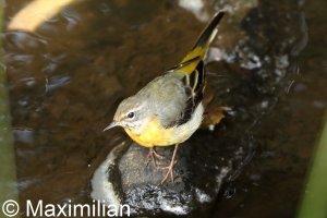 grey_wagtail_10.JPG