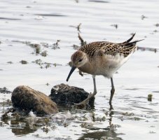 3R3A9315-DxO_female_ruff-lssm.jpg