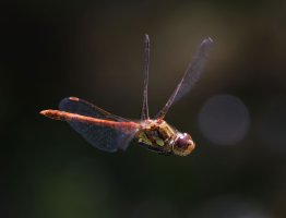 3R3A9029-DxO_Common_darter_dragonfly_flying-ls-shm.jpg