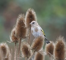 309A8604-DxO_juvenile_goldfinch_2_00x.jpg