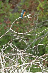 kingfisher_2022_08.JPG
