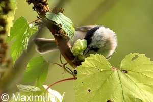 tit_marsh_2022_01.JPG