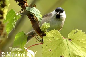 tit_marsh_2022_02.JPG
