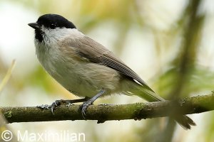 tit_marsh_2022_03.JPG