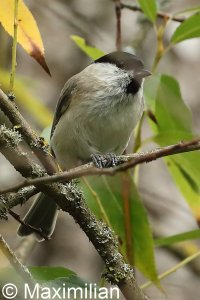tit_marsh_2022_04.JPG