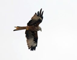 309A8890-DxO_Red_kite_flying-lsm_Aut_g.jpg
