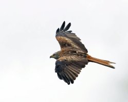309A8960-DxO_Red_kite_flying-lsm_Aut.jpg