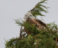3R3A9501-DxO_red_kite_perched_face_on-2_00x.jpg