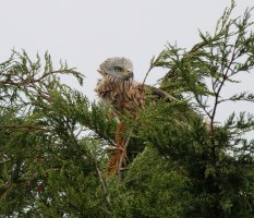 3R3A9504-DxO_red_kite_perched-2_00x.jpg