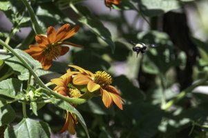 Heard Nature - Andy-41.jpg