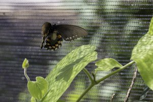 Heard Nature - Andy-12.jpg