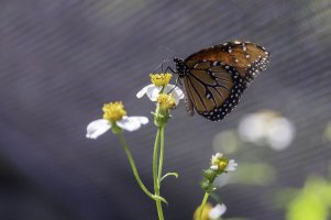 Heard Nature - Andy-17.jpg