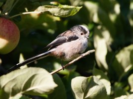 3R3A9604-DxO_Longtailed_tit.jpg