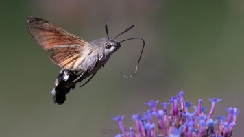 alan's hummingbird moth.jpg