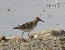 3R3A0121-DxO_pectoral_sandpiper-te.jpeg