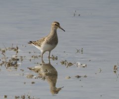 3R3A0144-DxO_pectoral_sandpiper-te.jpeg