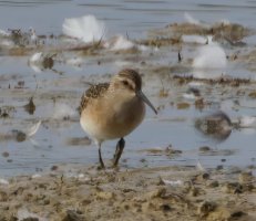 3R3A0061-DxO_curlew_sandpiper-ls-te.jpeg