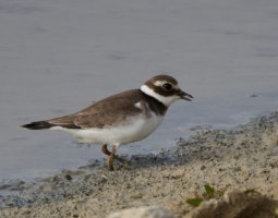 3R3A0007-DxO_Ringed_plover-2-te.jpeg