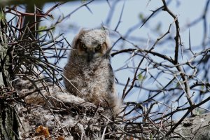 Great Horned Owlet.jpg