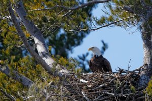 Bald Eagle Nest.jpg