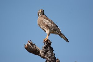 White eyed Buzzard (4).jpg