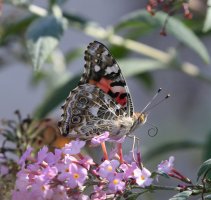 5D3_0121 - Copy ps3 fix.jpg