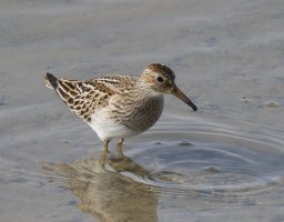 309A9325-DxO_Pectoral_Sandpiper.jpg