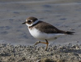 309A9389-DxO_Ringed_Plover.jpg