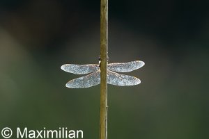 migrant_2022_04.JPG