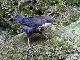 White-throatedDipper_5472.JPG
