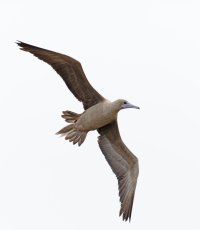 3Q7A4312-DxO_redfooted_booby_flying.jpg