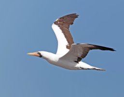 3Q7A5938-DxO_nazca_booby_flying_g.jpg