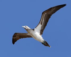3Q7A5913-DxO_bluefooted_booby_flying.jpg