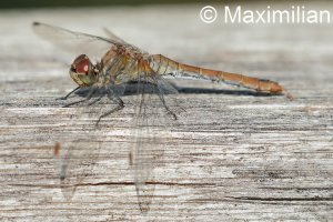 darter_2022_08.JPG