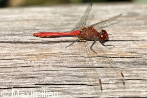 darter_2022_09.JPG