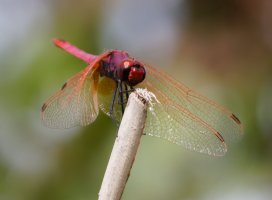 3R3A0874-DxO_scarlet_darter_dragonfly.jpg